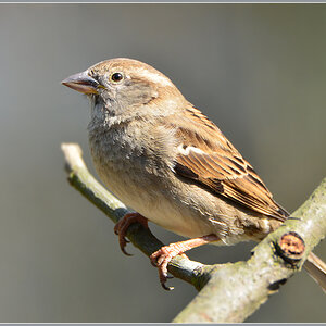 DSC 4735a Spatz