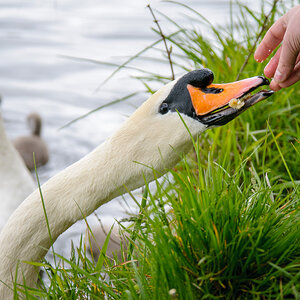 Schwan