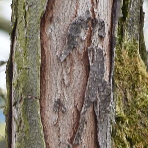 DSC 0185 D5300 L 55 300mm 300mm AF   Kopie