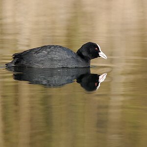 F007758c