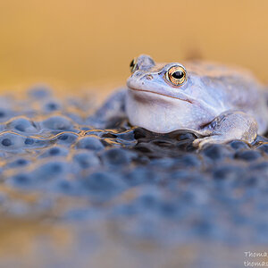 Moorfrosch 4167