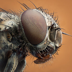 Fliege 7657c