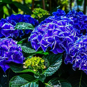 Hortensie