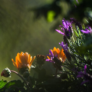 Lavendel u.a