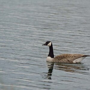 DSC 2385anf
