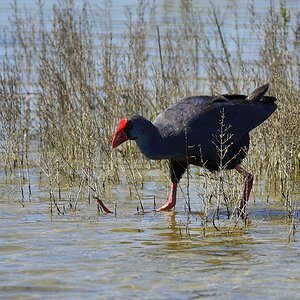 Purpurhuhn 2015 04995