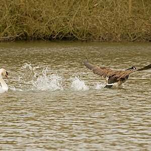 D71 4567 Schwan scheucht Gans II