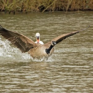 D71 4572 Schwan scheucht Gans I