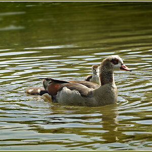 DSC 6508 Nilgans 1000 R