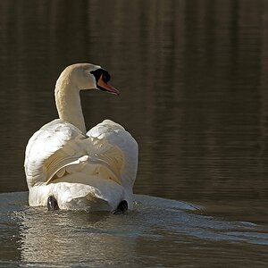 D71 4720 Vadder Schwan beobachtet