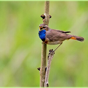 D71 6482 Blaukehlchen IA