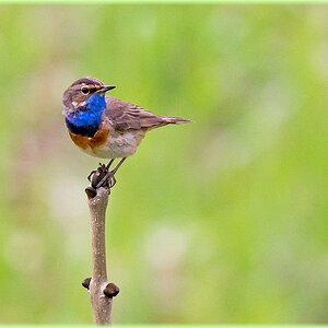 D71 6488 Blaukehlchen IVA