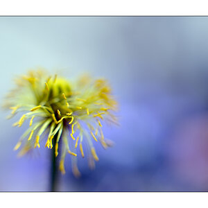 BlumePZ1 5793