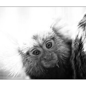 ZooPZ1 5782