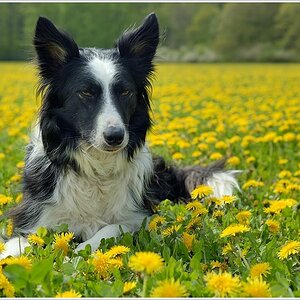 Paddy Harms in den Butterblumen