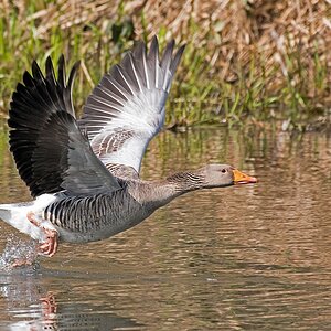 D71 5585 Flugstudie II