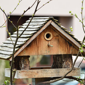 DSC 4606 Nestbau