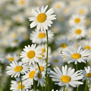 Margeriten 052015 3