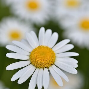 Margeriten 052015 1