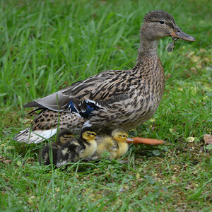 Stockente Nachwuchs 486