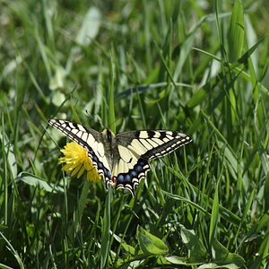 Schmetterling4