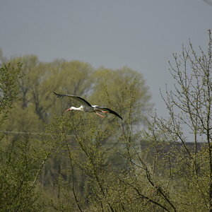 Storch1