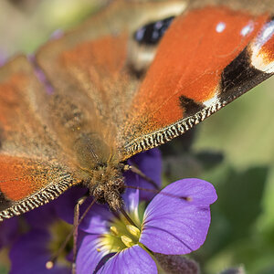 Schmetterling 15.04.15 51