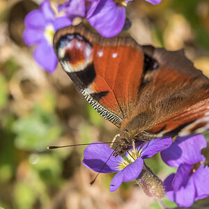 Schmetterling 15.04.15 41