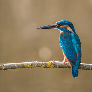 Eisvogel 
Männchen