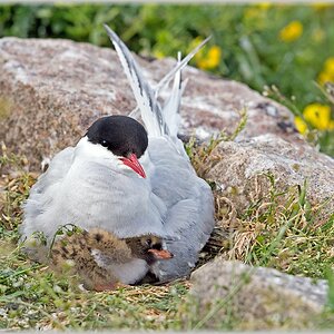 D71 8558 unter Mamas Fittichen