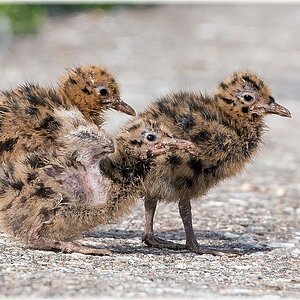 D71 8495 sind wir nicht toll