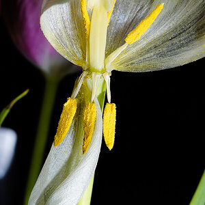 Tulpe kaputto