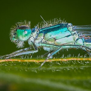 Libelle