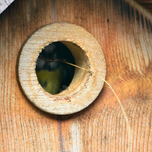 DSC 4568 Nest