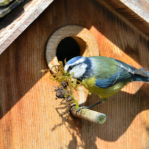 DSC 4578 Nest