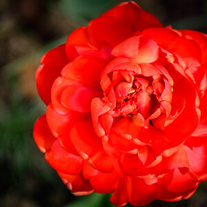 Tulpe (Tulipa)