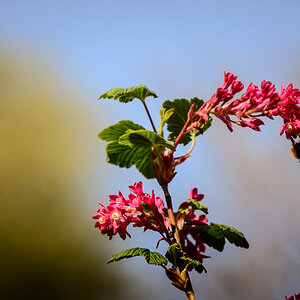 Blutjohannisbeere (Ribes Sanguineum)
