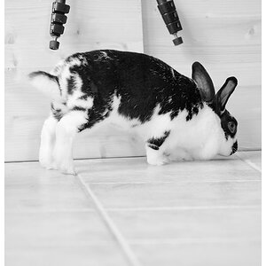 hasi