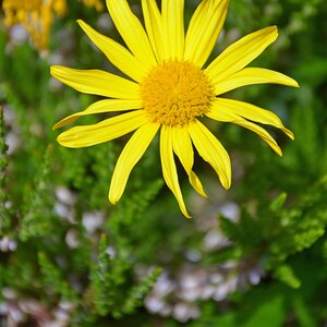 Blume 002