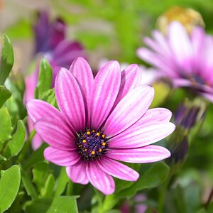 Blume 003