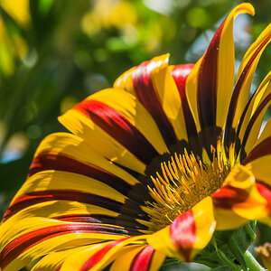 Mittagsblume