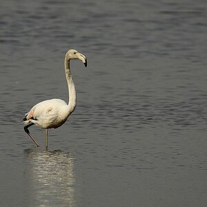Flamingo 2015 05308