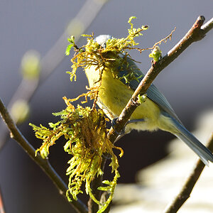 DSC 4598 Nest