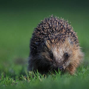 Igel im Rhododendronpark
6223
