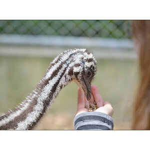 ZooPZ1 6722