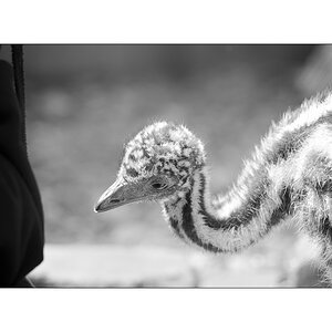 ZooPZ1 6720
