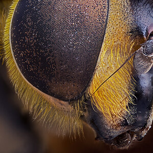 Schwebfliege8708