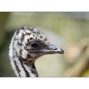 ZooPZ1 6674