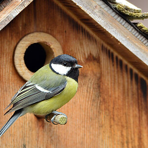 DSC 4651 Nest
