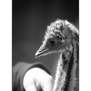 ZooPZ1 6673